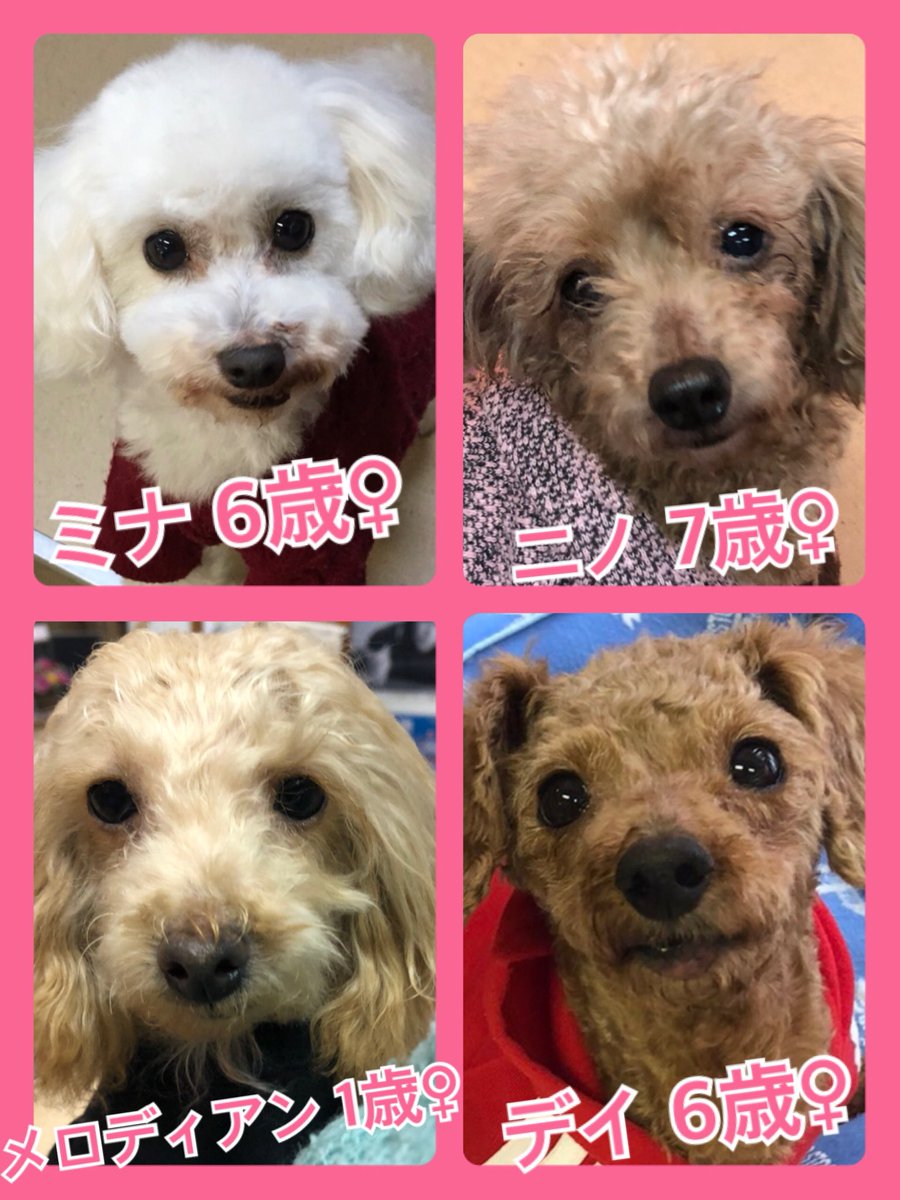 🐾今日の里親様募集中ワンコ🐶メンバーです🐾2020,2,14